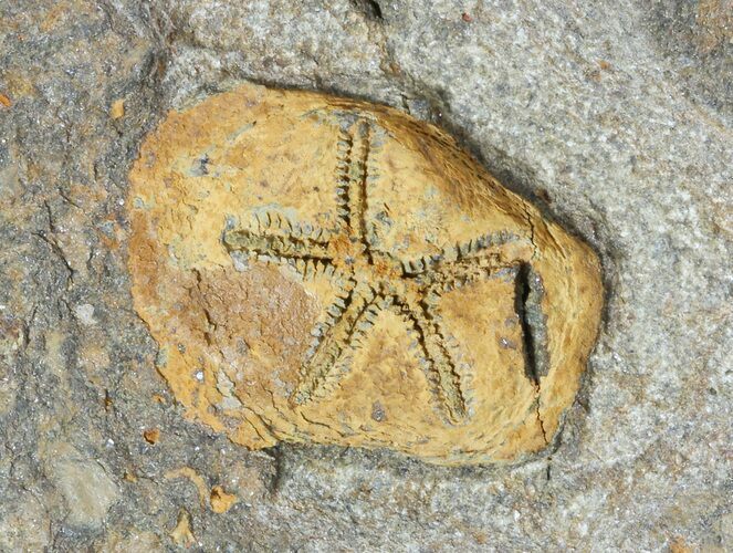 Ordovician Edrioasteroid (Spinadiscus) Fossil - Morocco #46456